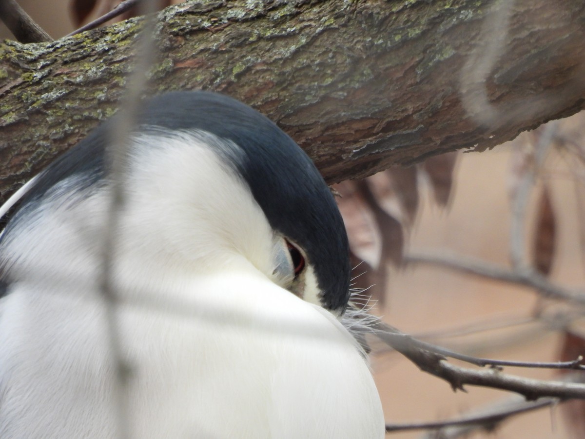 Black-crowned Night Heron - ML614706073