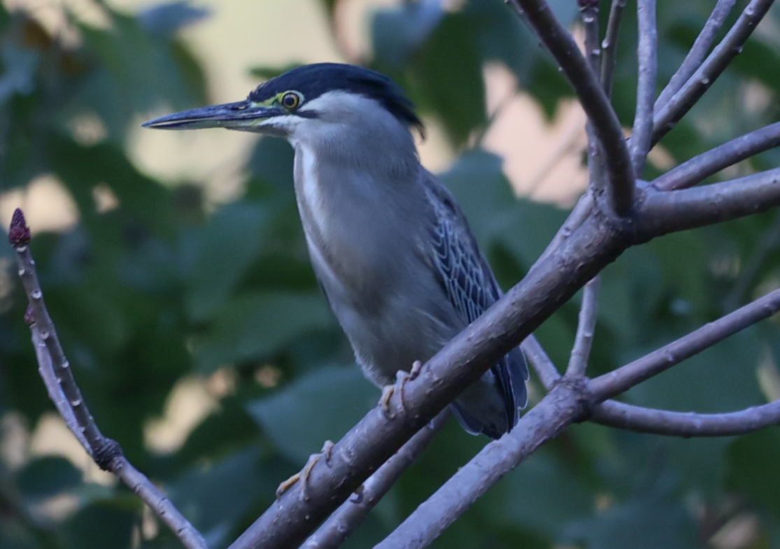 Striated Heron - ML614706144