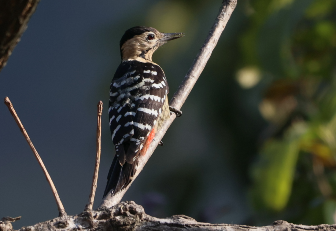 Fulvous-breasted Woodpecker - ML614706243