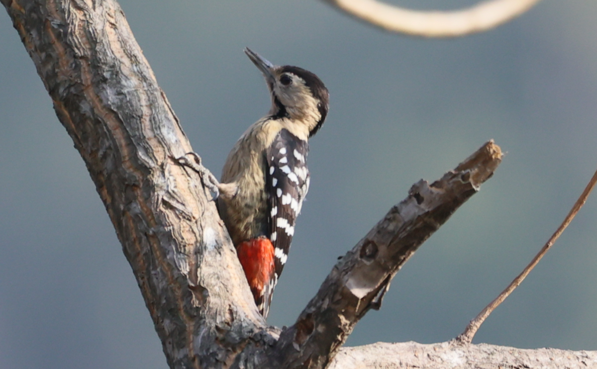 Fulvous-breasted Woodpecker - ML614706245