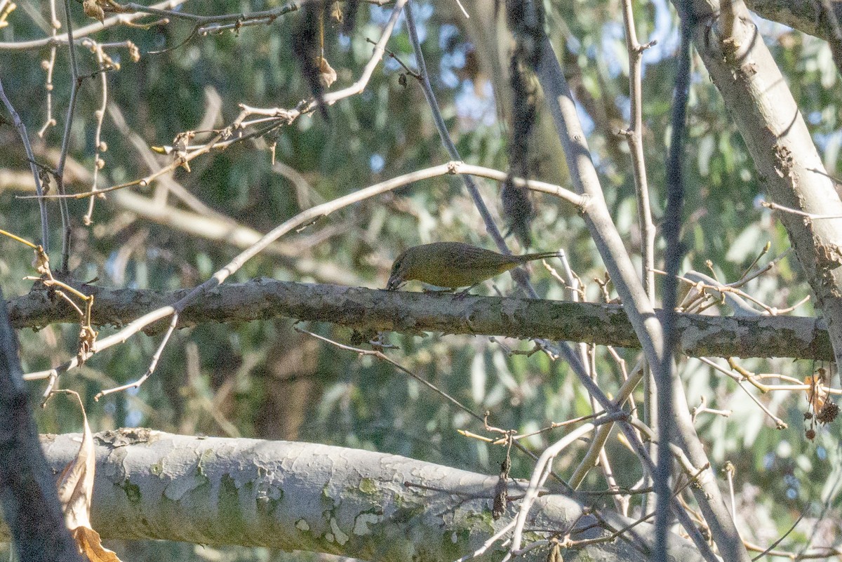 Hepatic Tanager - Carla Butz