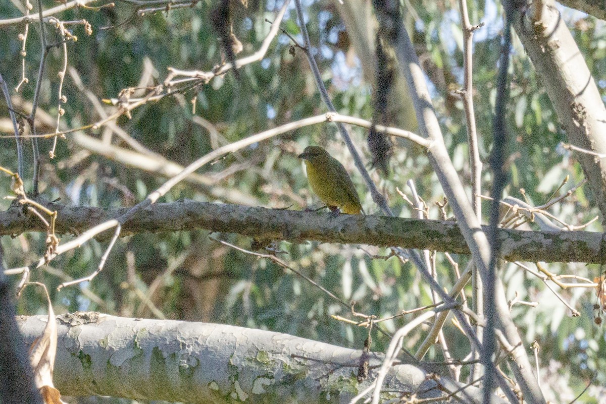 Hepatic Tanager - Carla Butz