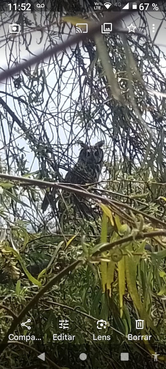 Striped Owl - Giovanny García