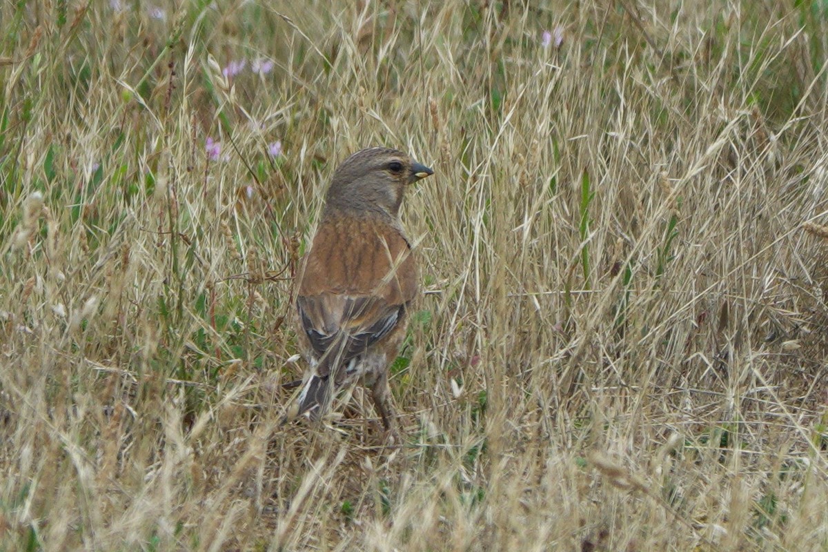 Eurasian Linnet - ML614706300