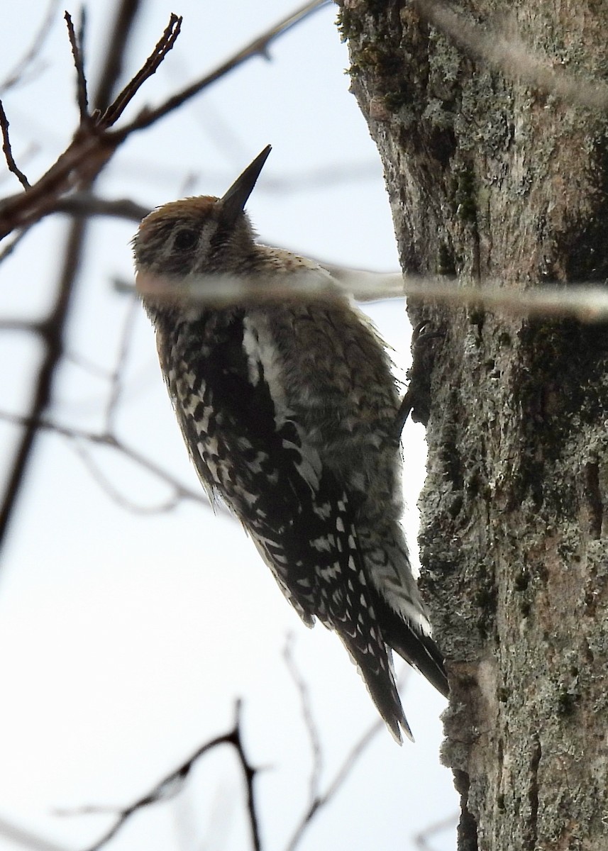 Yellow-bellied Sapsucker - ML614706306