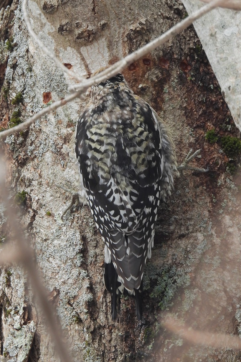 Yellow-bellied Sapsucker - ML614706308