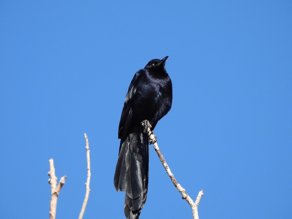 Great-tailed Grackle - ML614706316