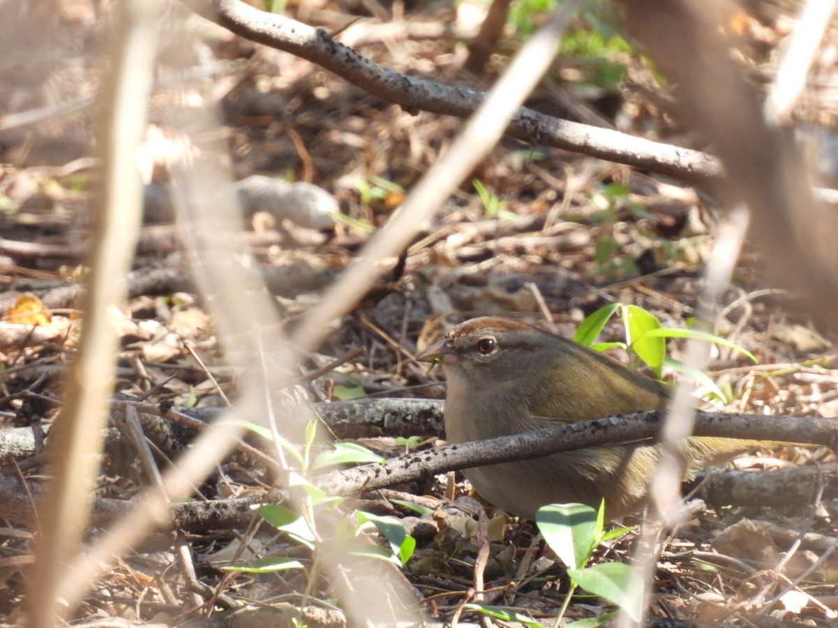 Olive Sparrow - ML614706326