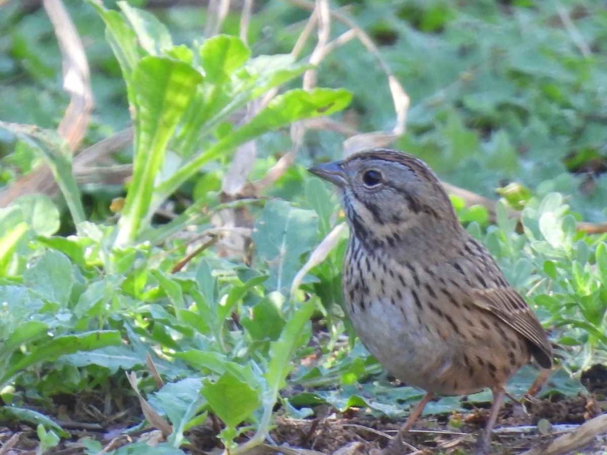 Lincoln's Sparrow - ML614706332