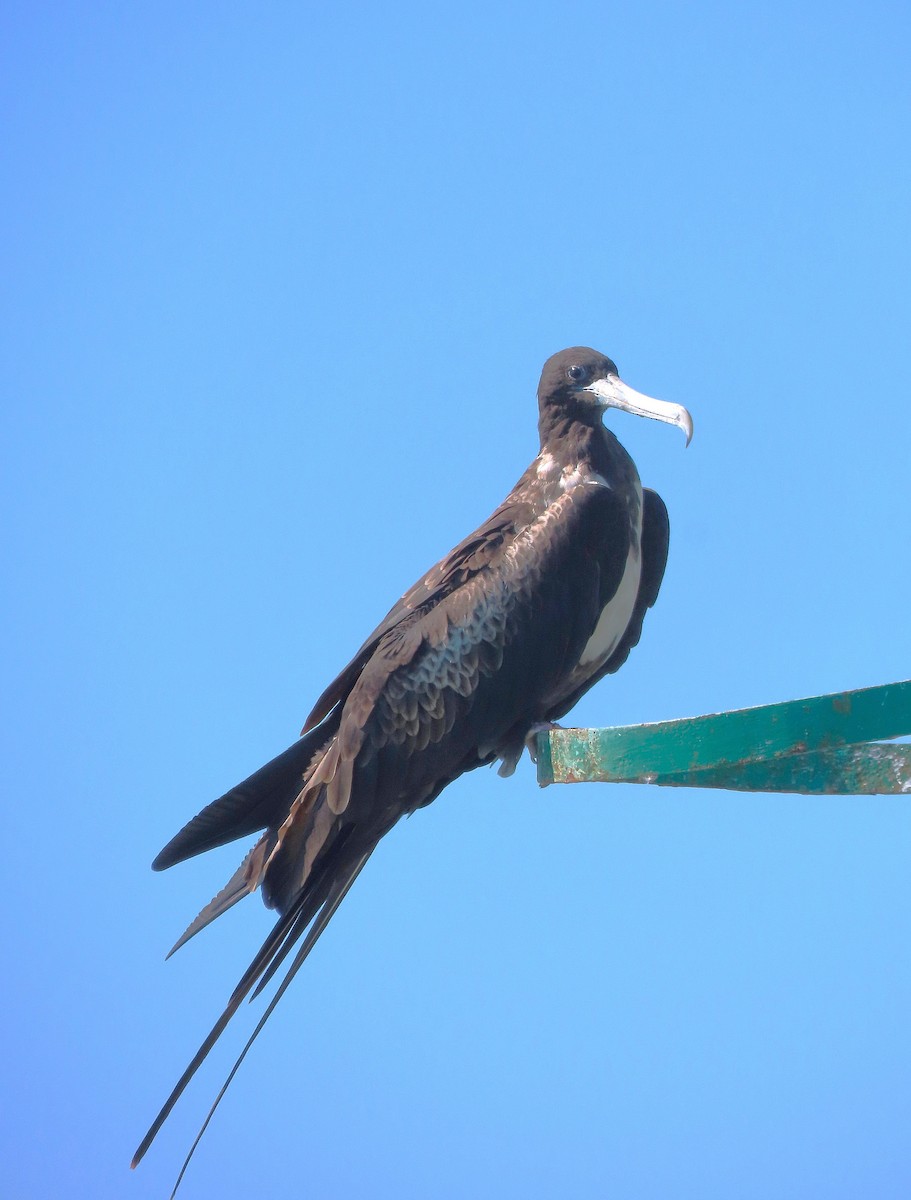 Magnificent Frigatebird - ML614706377