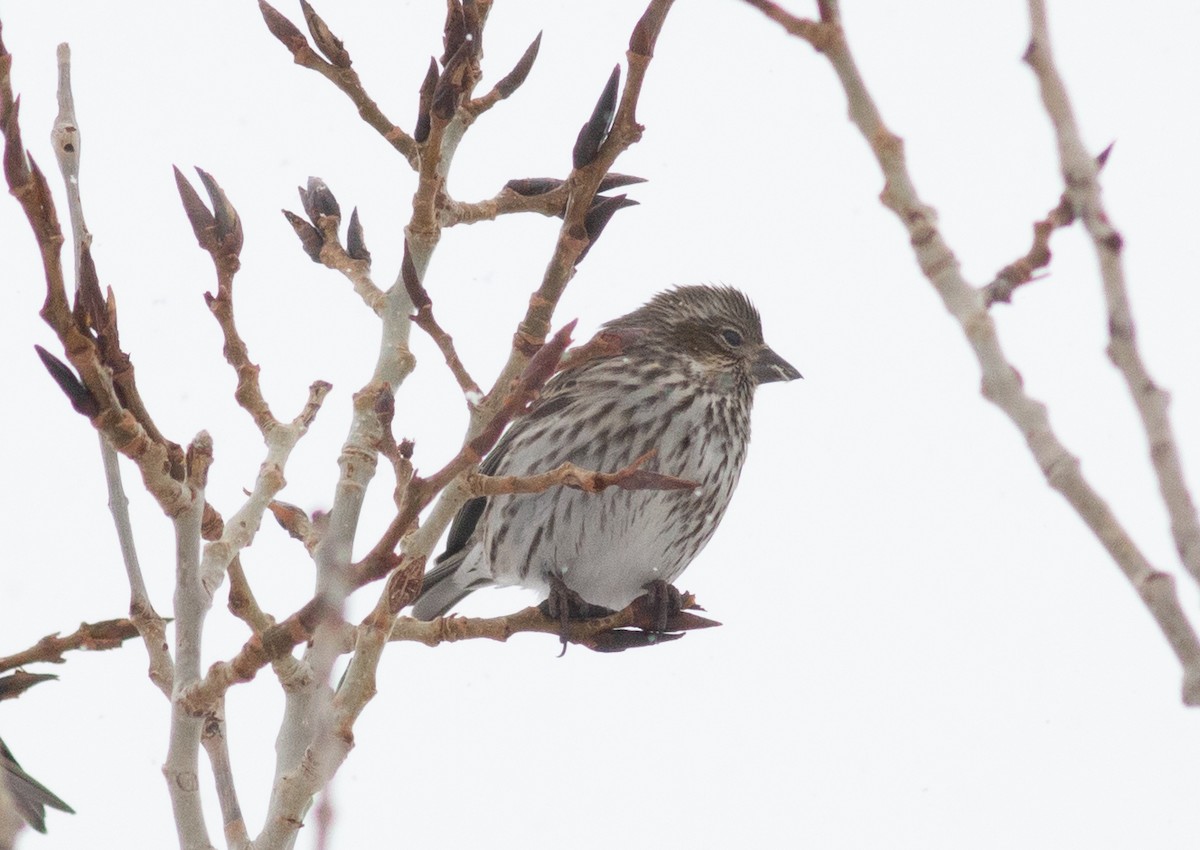 Cassin's Finch - Stephen Brenner