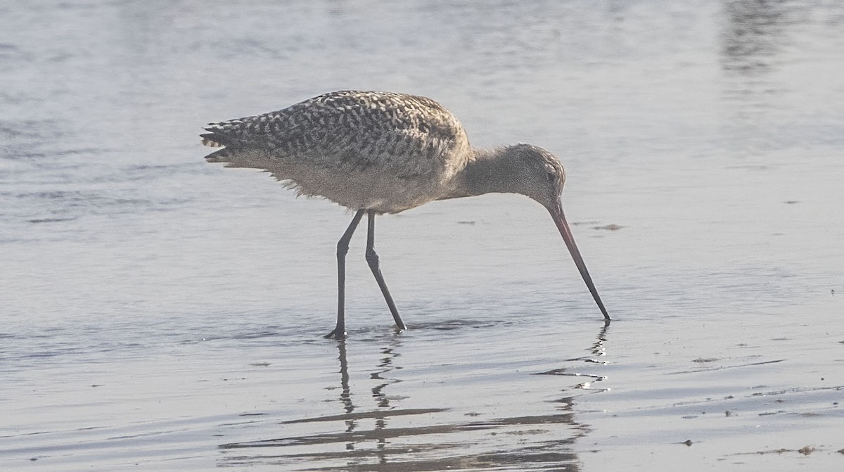 Marbled Godwit - ML614706436