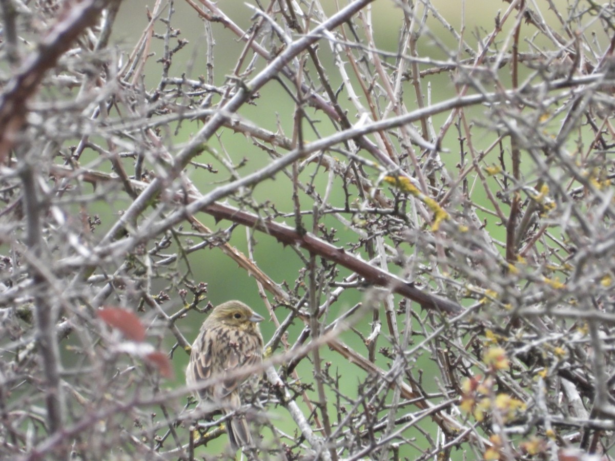 Cirl Bunting - ML614706437