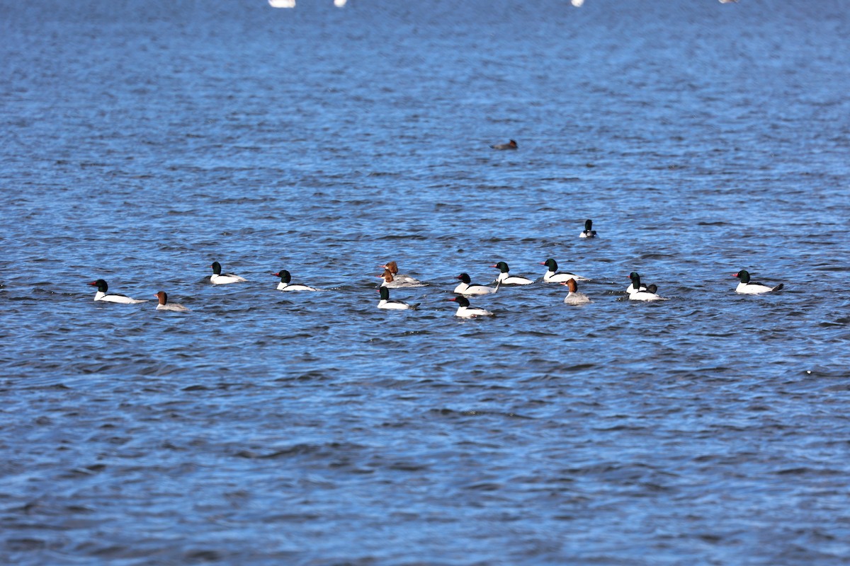 Common Merganser - ML614706467