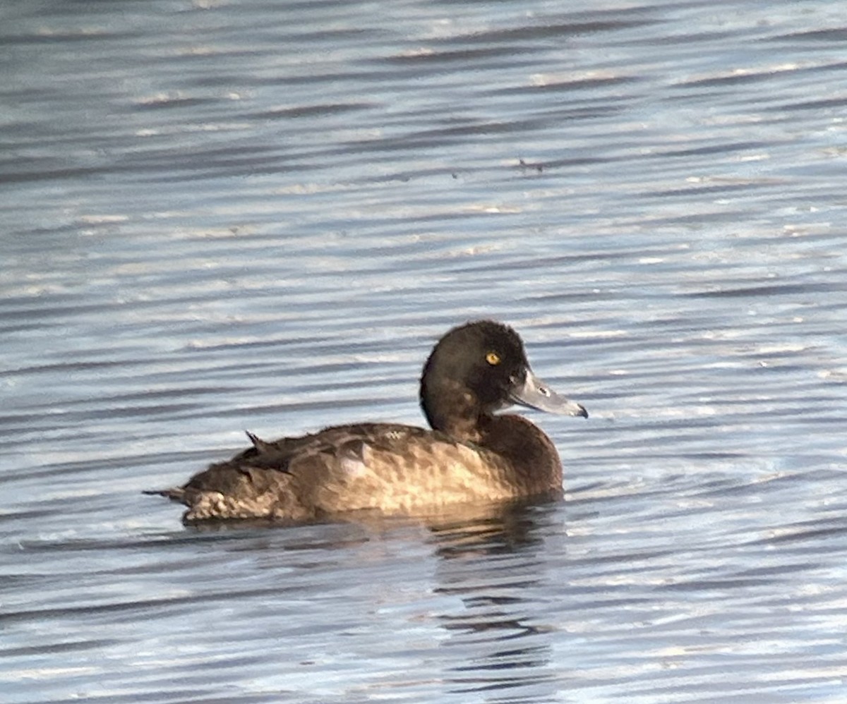 Greater Scaup - ML614706485
