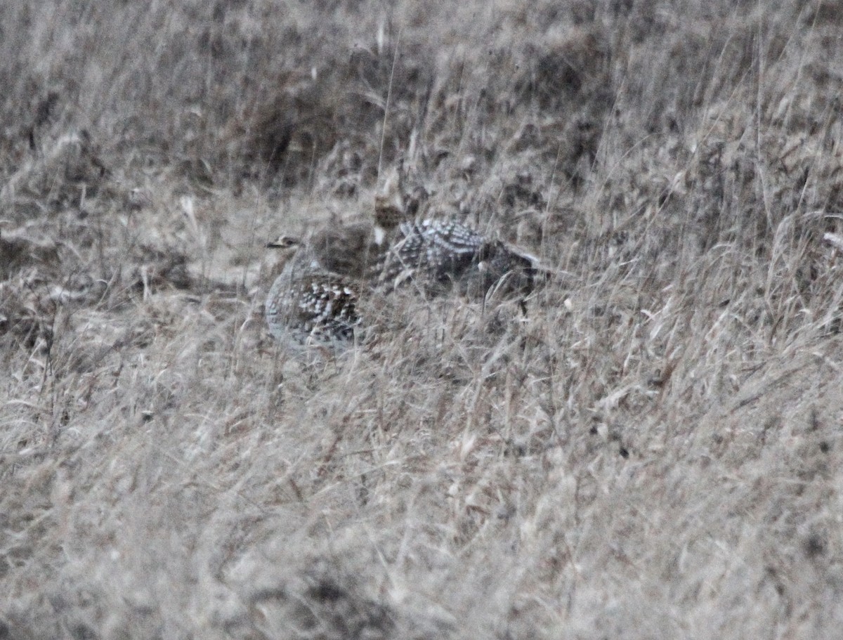 Sharp-tailed Grouse - Larry Urbanski