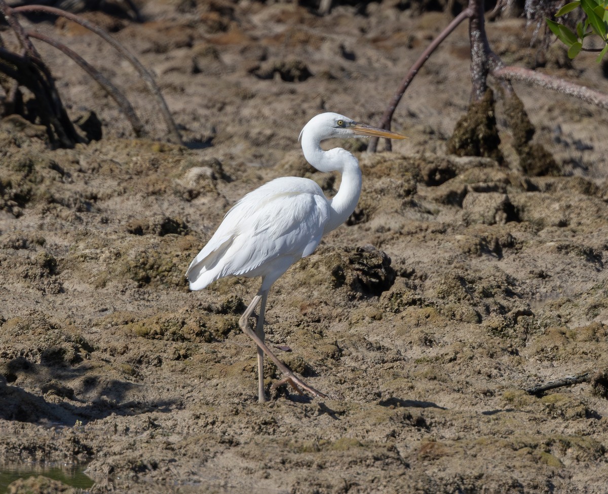 Garza Azulada (occidentalis) - ML614706526