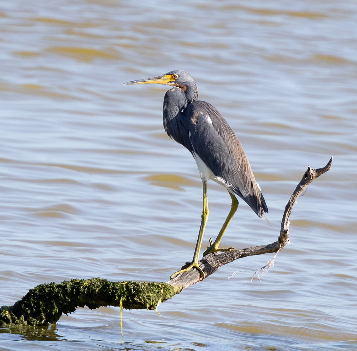 Tricolored Heron - Andy Goris