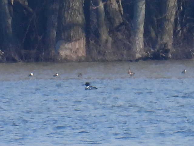 Red-breasted Merganser - Tracy Wiczer