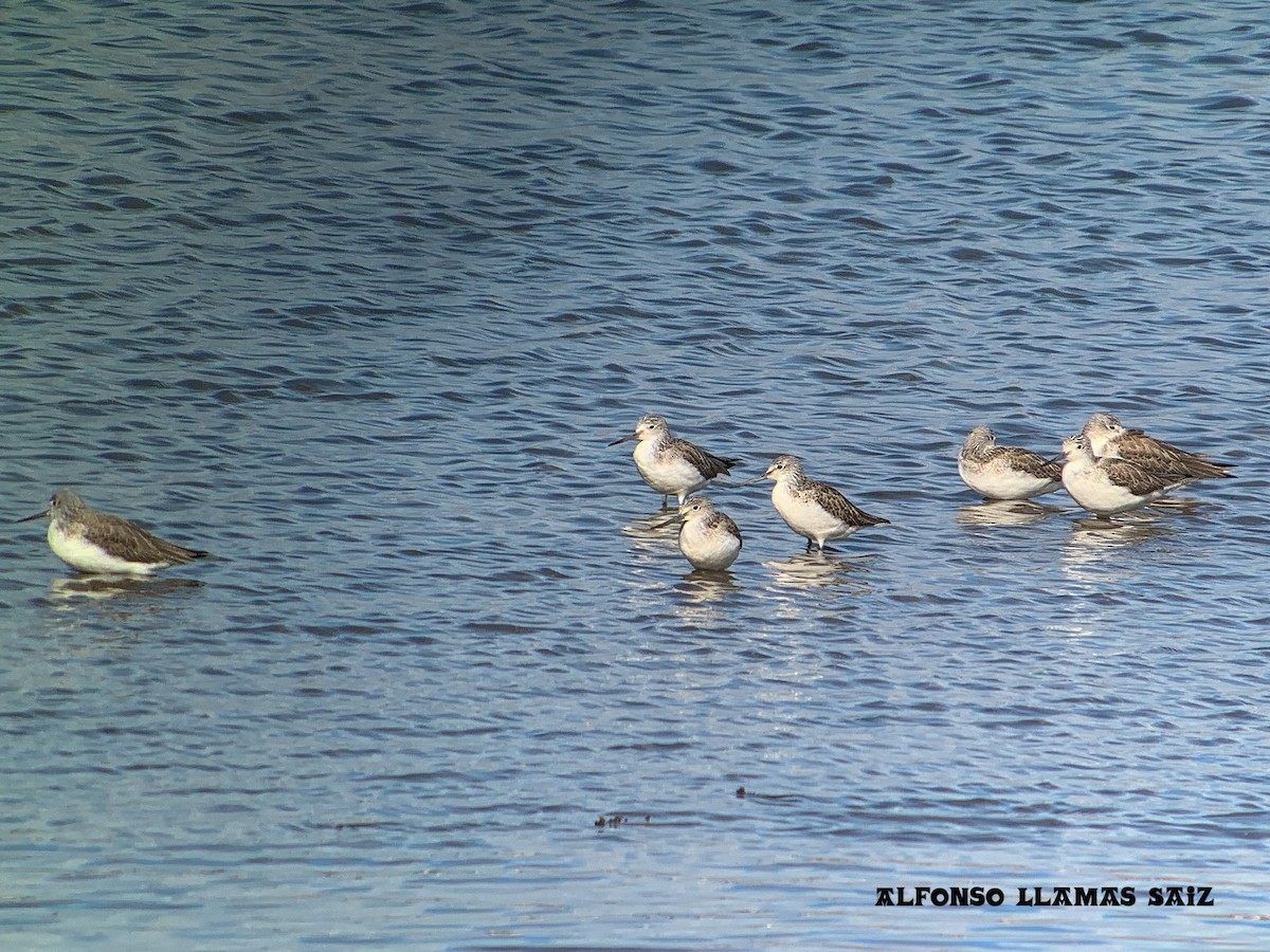 Common Greenshank - ML614706630