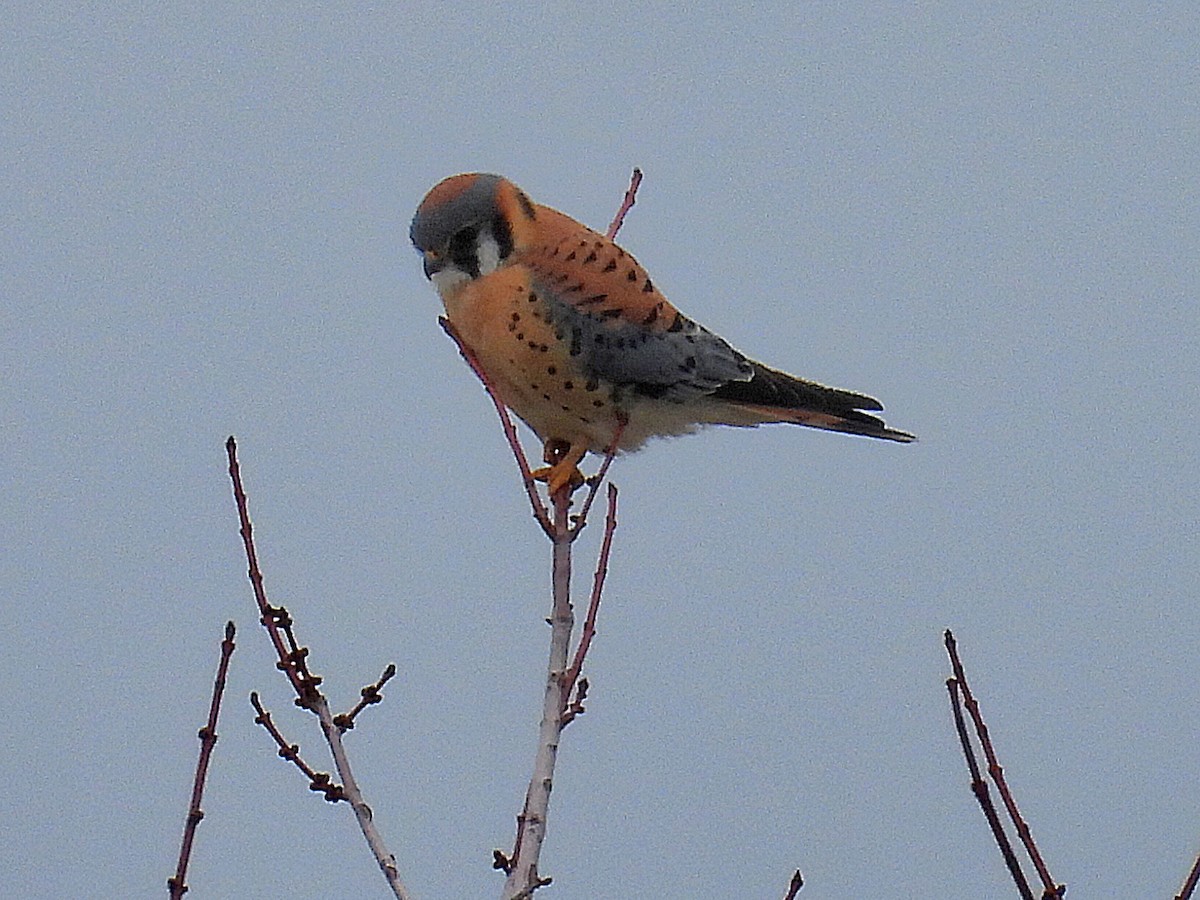 American Kestrel - ML614706680