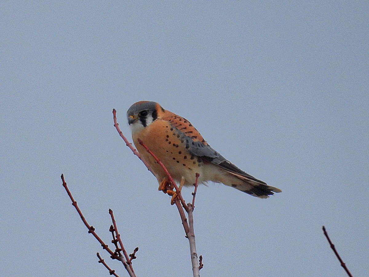 American Kestrel - ML614706681