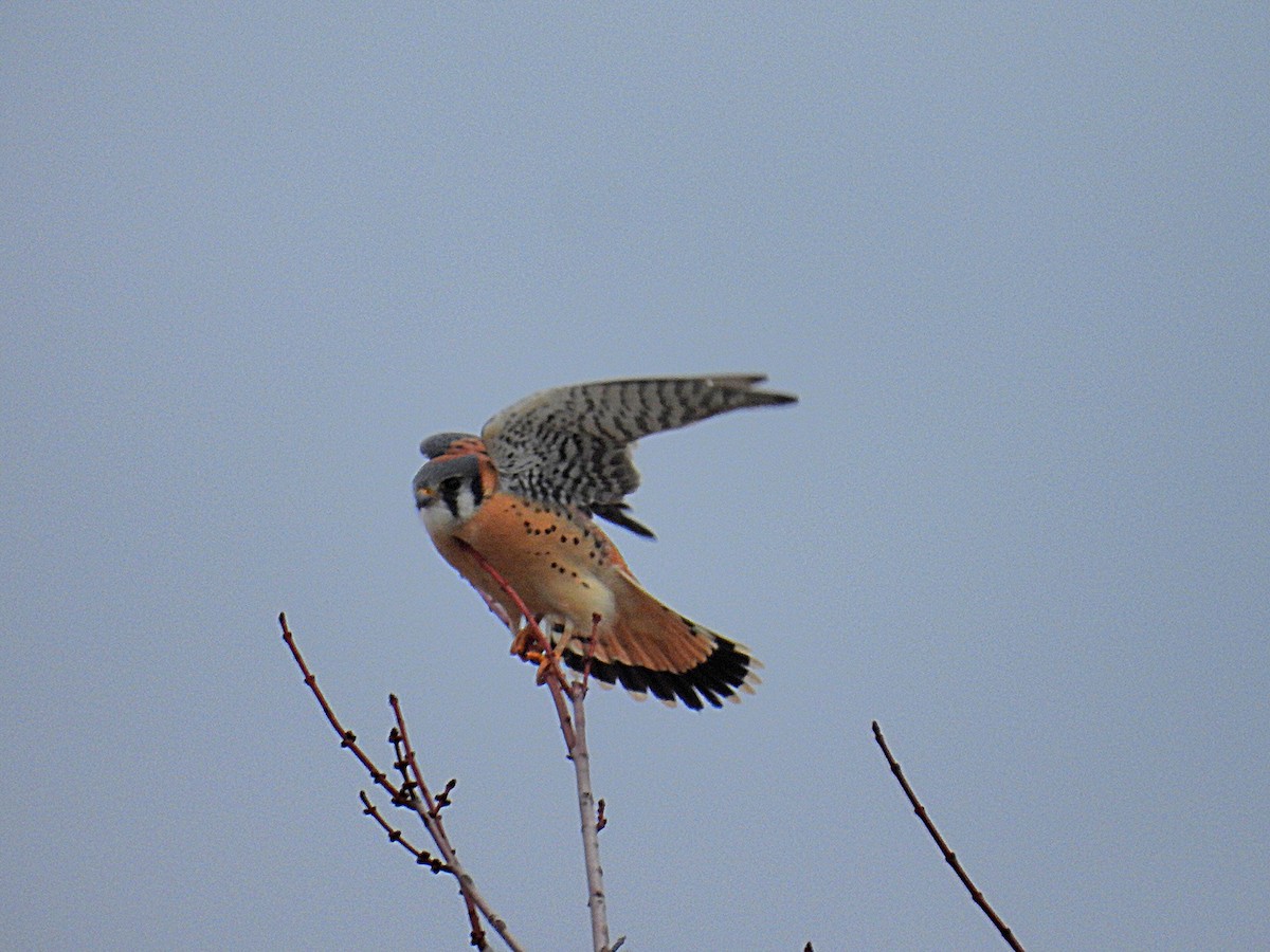 American Kestrel - ML614706682