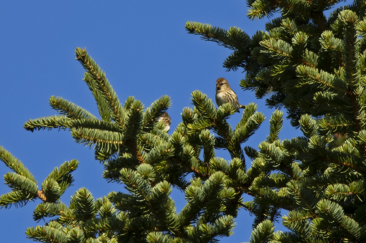 Redpoll (Common) - ML614706701
