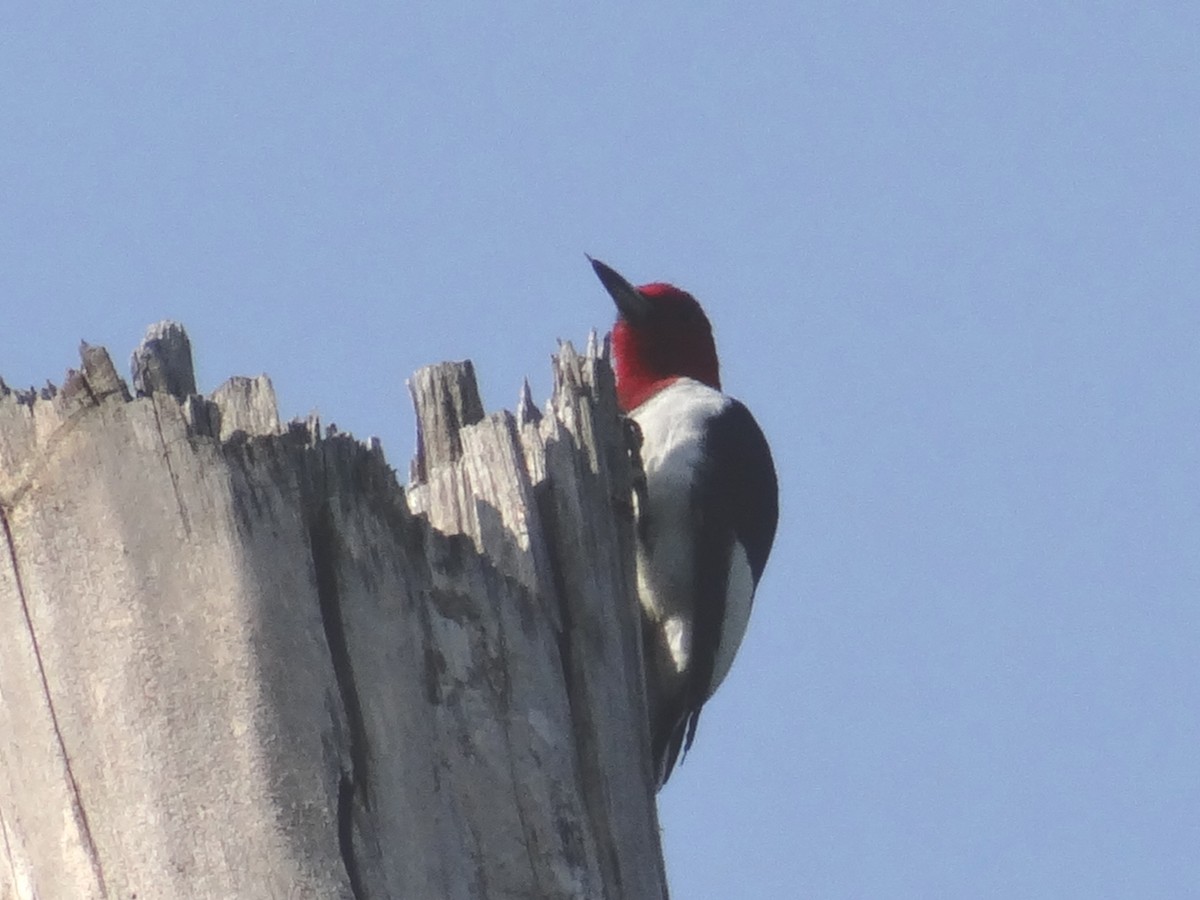 Red-headed Woodpecker - Lisa Hug