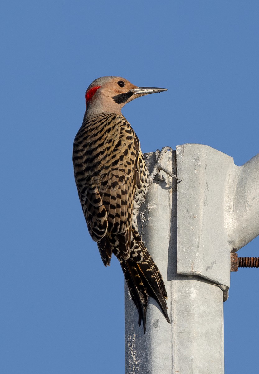 Northern Flicker (Cuban) - Andy Goris