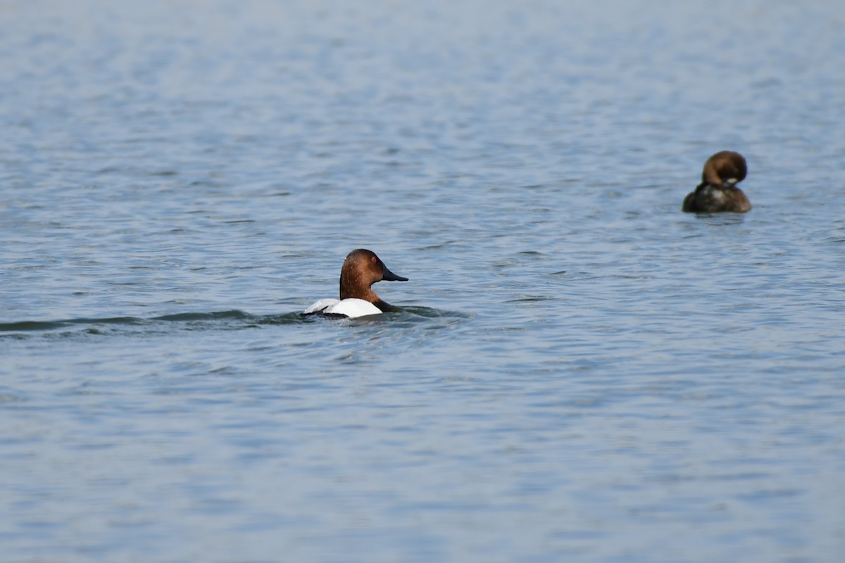 Canvasback - L.Vidal Prado Paniagua