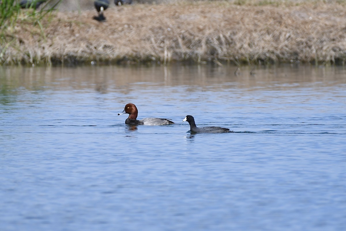 Redhead - L.Vidal Prado Paniagua