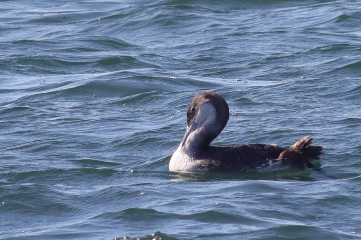 Common Loon - ML614706846