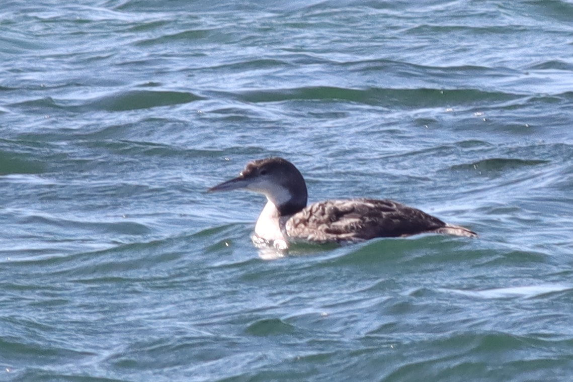 Common Loon - ML614706848