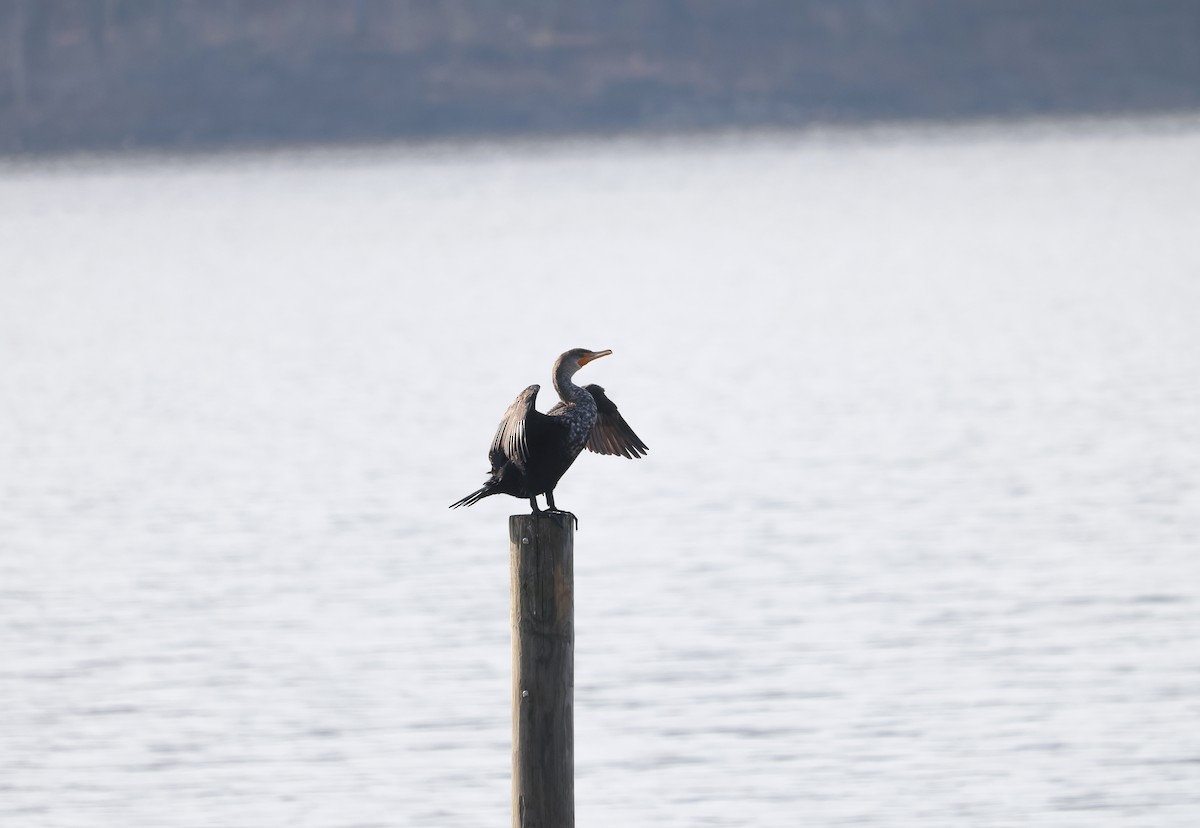 Double-crested Cormorant - ML614706872