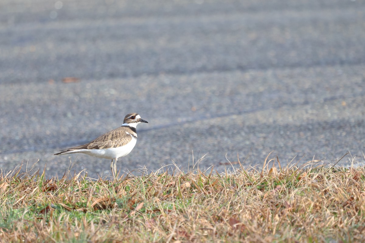 Killdeer - ML614706874
