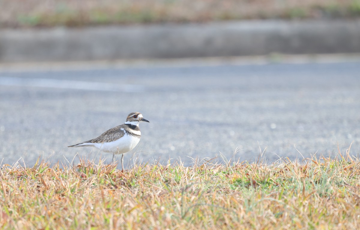 Killdeer - ML614706875