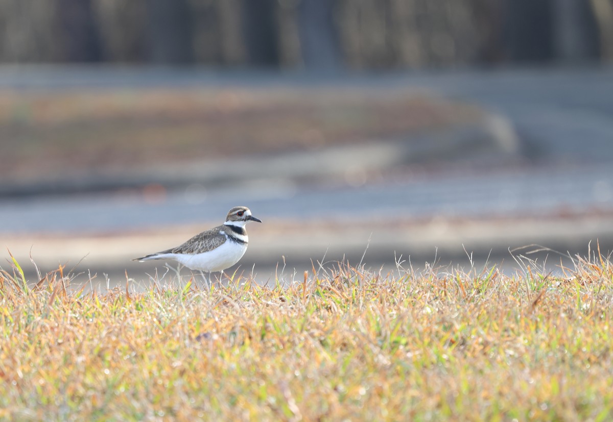 Killdeer - ML614706876