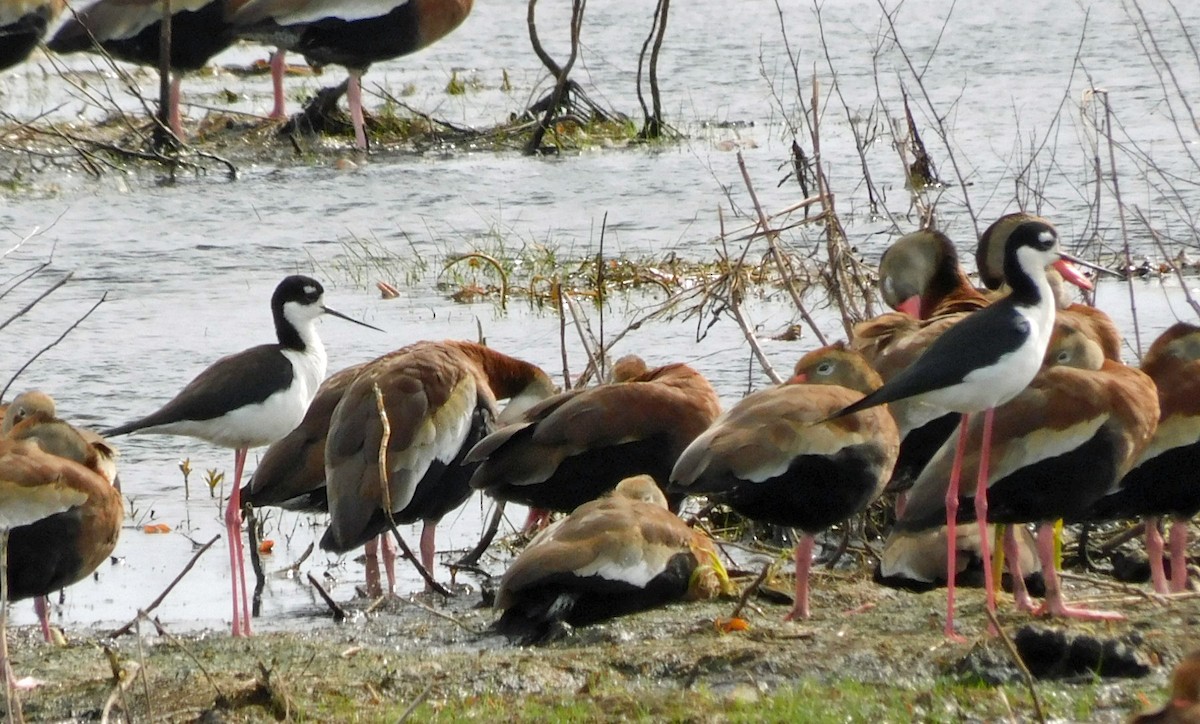 Black-necked Stilt - ML614706965