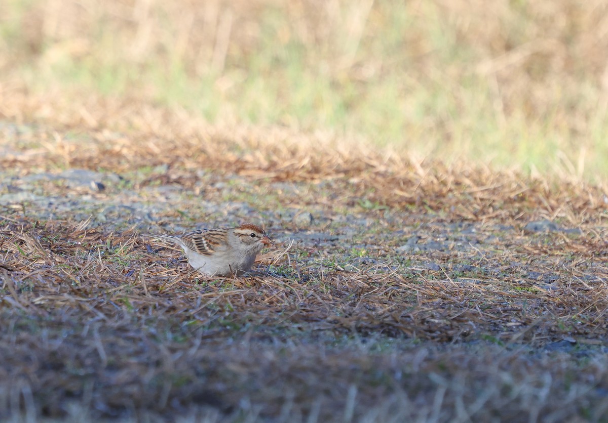 Chipping Sparrow - ML614707002