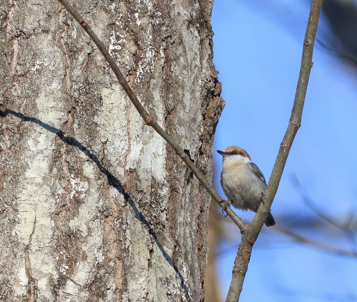 Brown-headed Nuthatch - ML614707012