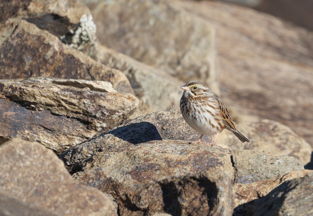 Savannah Sparrow - ML614707026