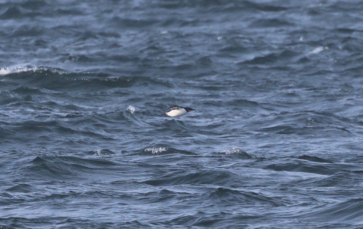 Thick-billed Murre - ML614707028