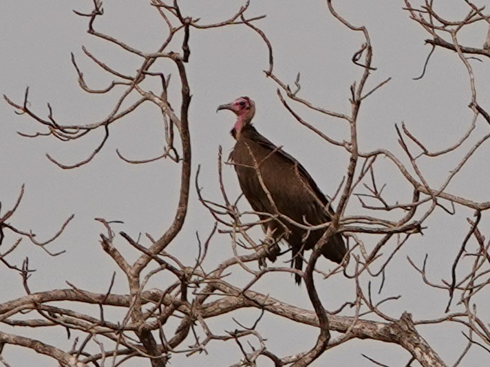 Hooded Vulture - ML614707121