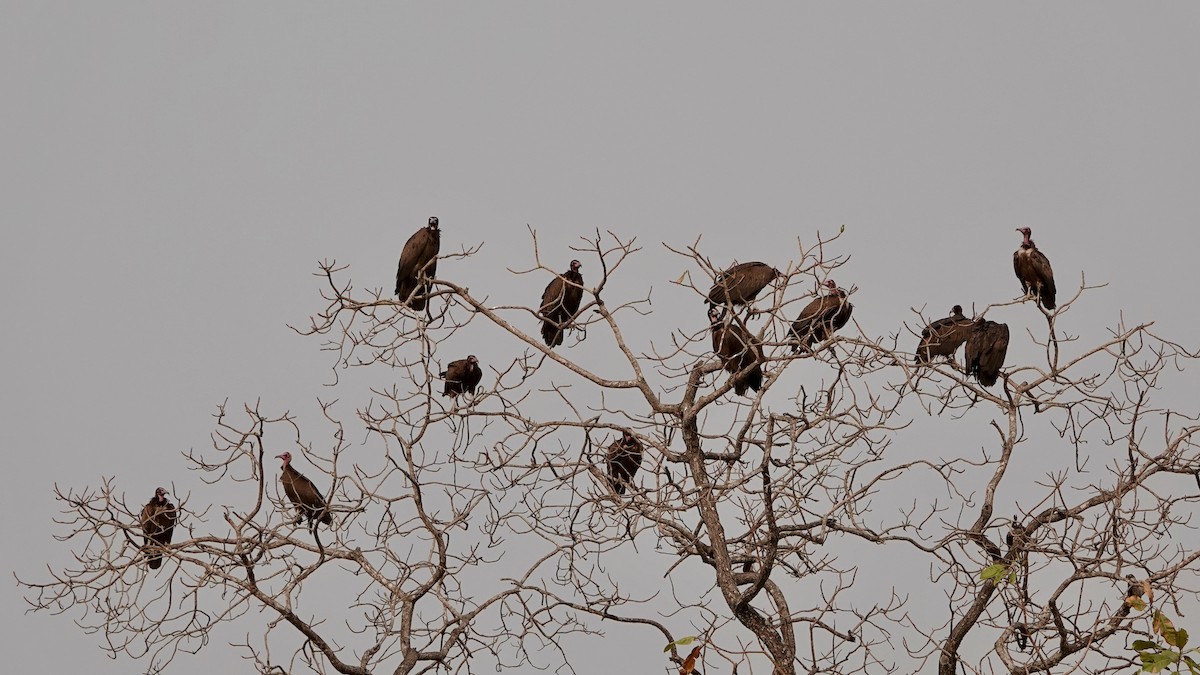 Hooded Vulture - ML614707122