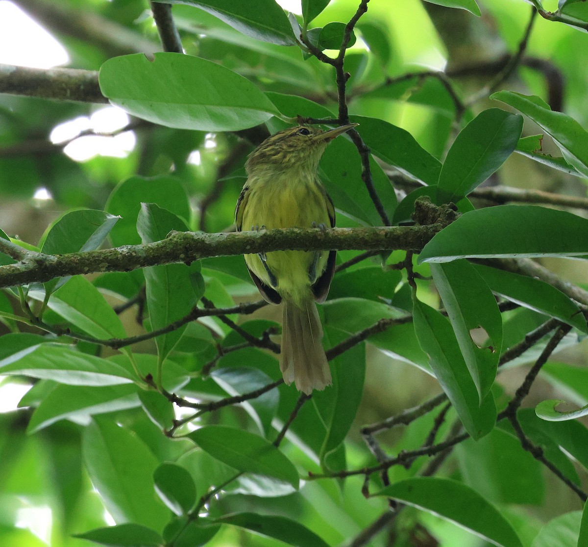 Streak-capped Antwren - ML614707201