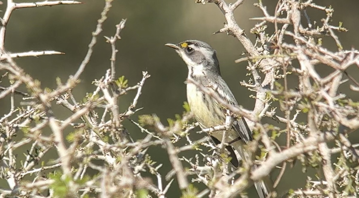 Black-throated Gray Warbler - Janice Travis