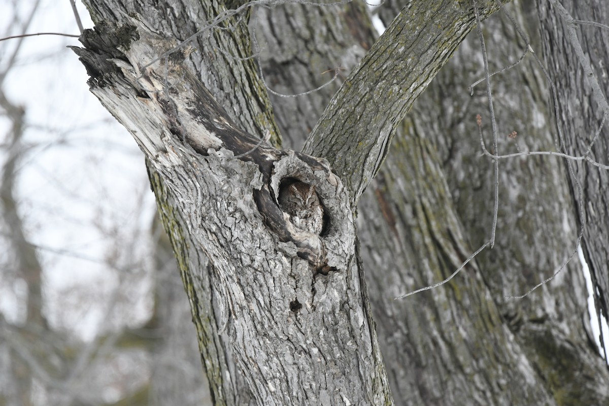 Eastern Screech-Owl - ML614707233