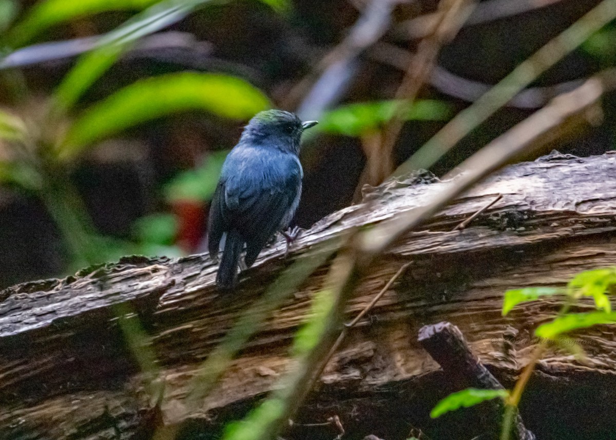 Blue-gray Robin - ML614707252