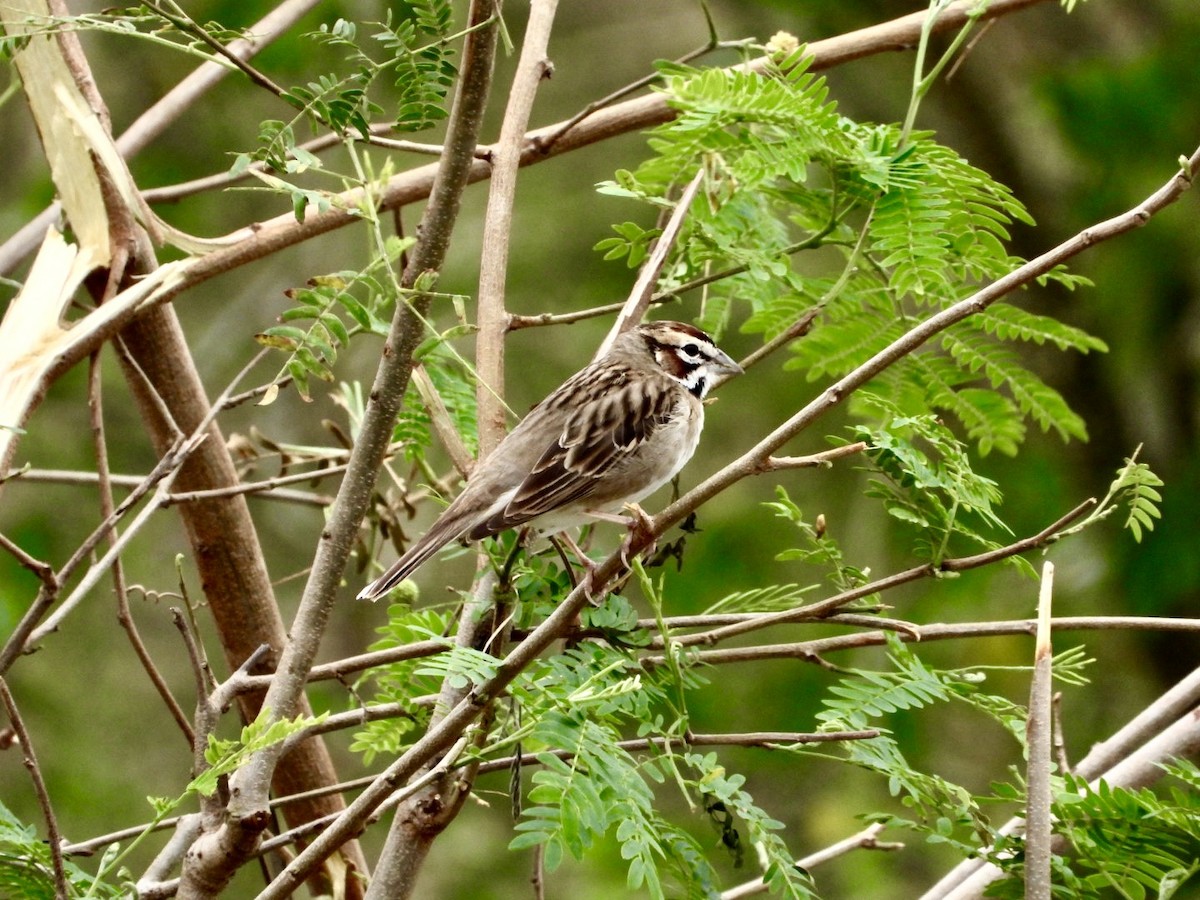 Bruant à joues marron - ML614707279